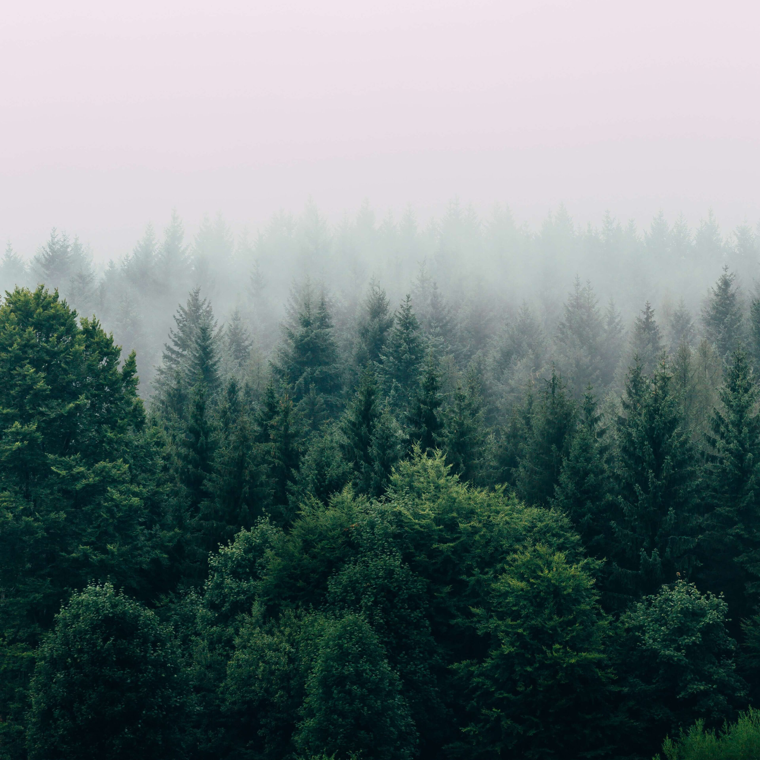 foggytrees-square